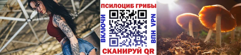 Купить где Зеленоградск Псилоцибиновые грибы Psilocybe